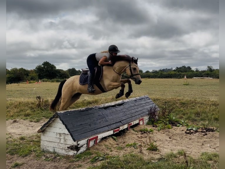 Connemara Wallach 4 Jahre 138 cm Falbe in Mountrath, Co. Laois