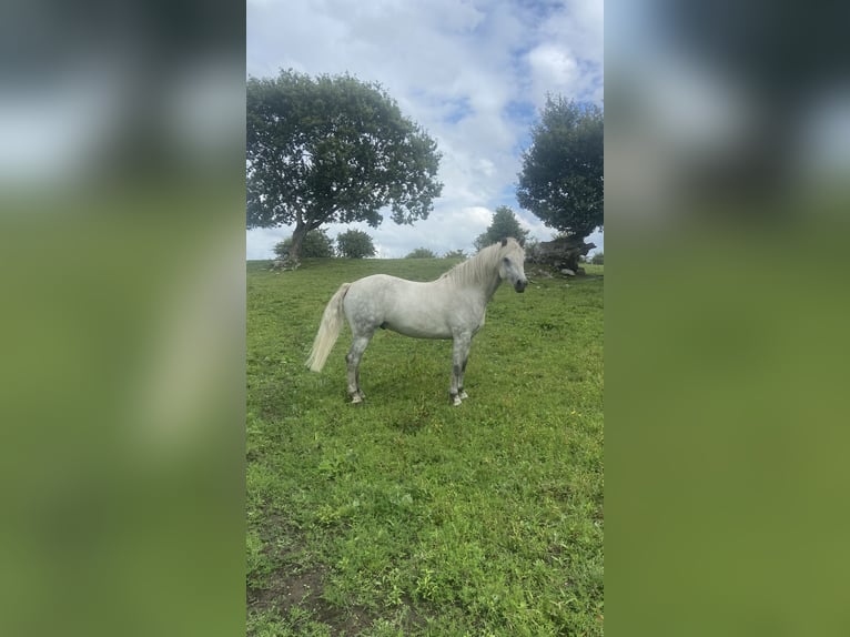 Connemara Wallach 4 Jahre 138 cm Schimmel in Mayo