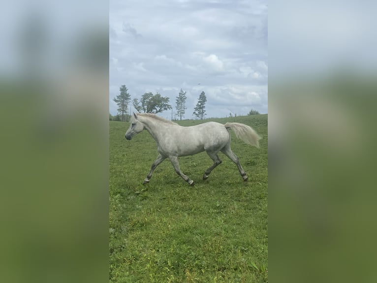 Connemara Wallach 4 Jahre 138 cm Schimmel in Mayo