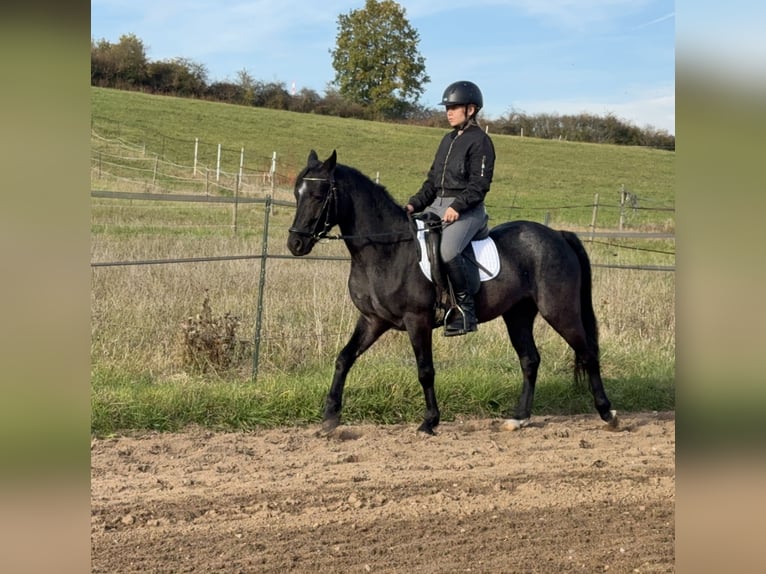 Connemara Wallach 4 Jahre 139 cm Roan-Blue in Lisberg