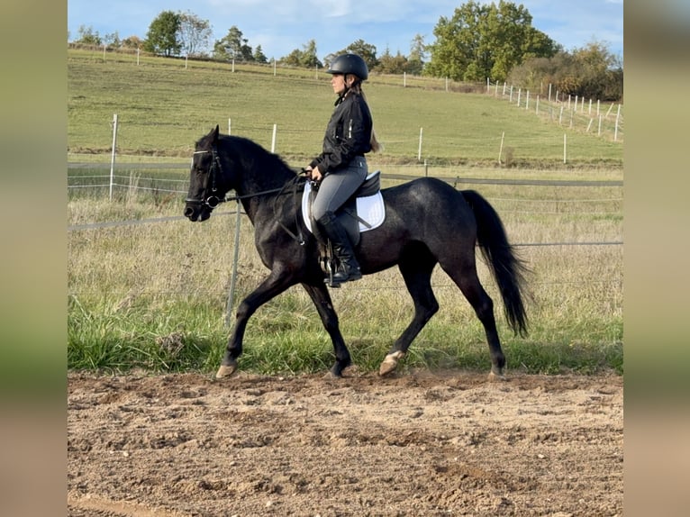Connemara Wallach 4 Jahre 139 cm Roan-Blue in Lisberg