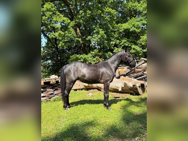 Connemara Wallach 4 Jahre 142 cm Roan-Blue in Lisberg