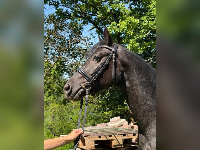 Connemara Wallach 4 Jahre 142 cm Roan-Blue in Lisberg