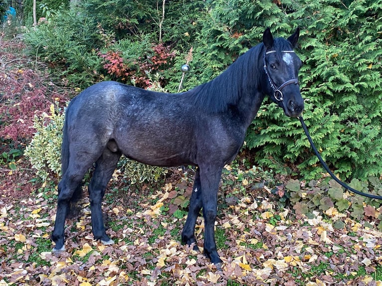 Connemara Wallach 4 Jahre 142 cm Roan-Blue in Lisberg