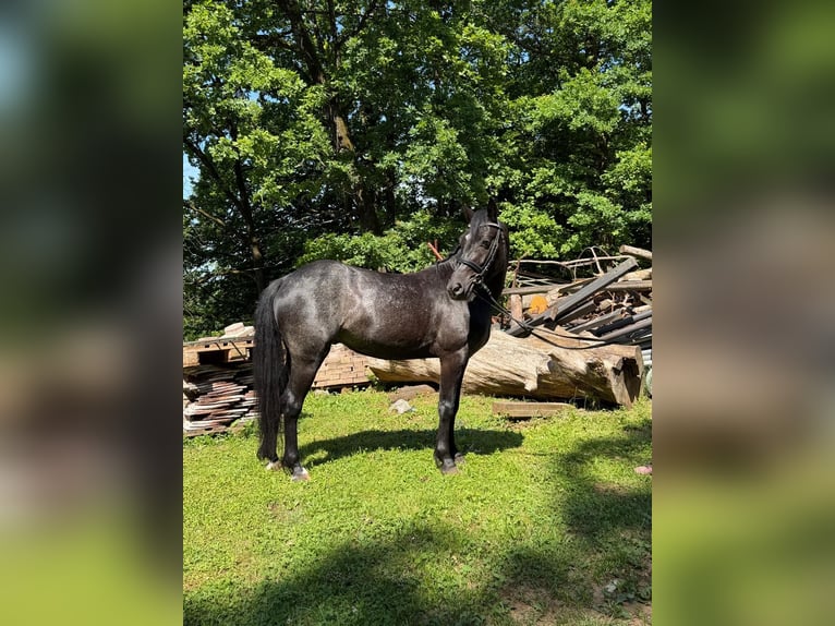 Connemara Wallach 4 Jahre 142 cm Roan-Blue in Lisberg