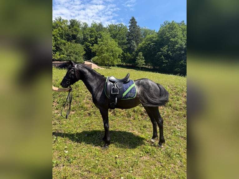 Connemara Wallach 4 Jahre 142 cm Roan-Blue in Lisberg