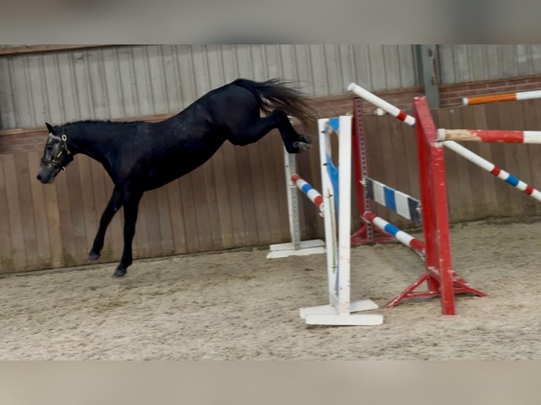 Connemara Wallach 4 Jahre 142 cm Schimmel in Zieuwent