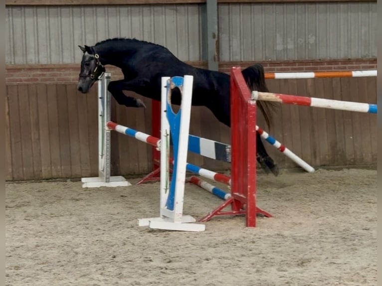 Connemara Wallach 4 Jahre 142 cm Schimmel in Zieuwent