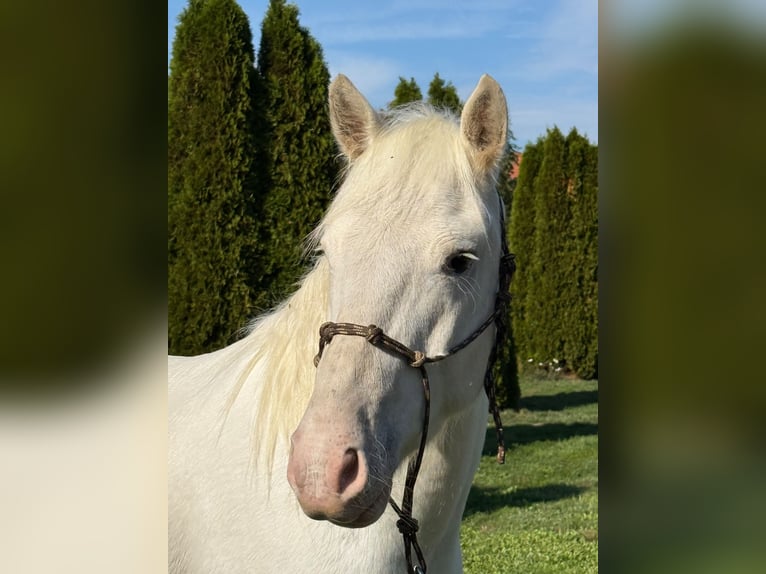 Connemara Mix Wallach 4 Jahre 144 cm Schimmel in Achstetten
