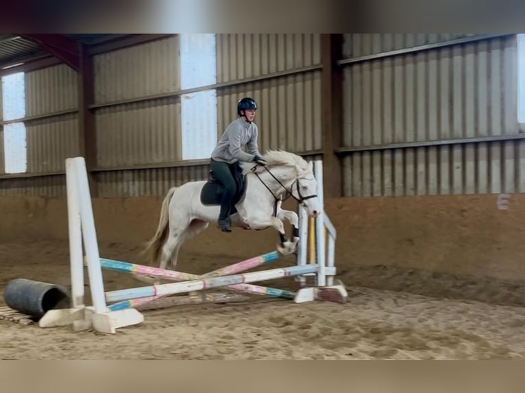 Connemara Wallach 4 Jahre 145 cm Cremello in Trebbin