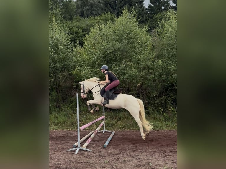 Connemara Wallach 4 Jahre 145 cm Cremello in Clermont-Ferrand