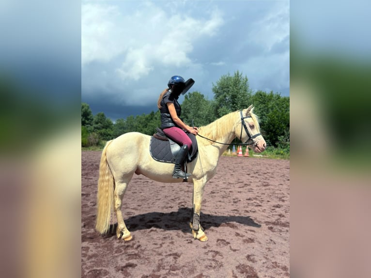 Connemara Wallach 4 Jahre 145 cm Cremello in Clermont-Ferrand
