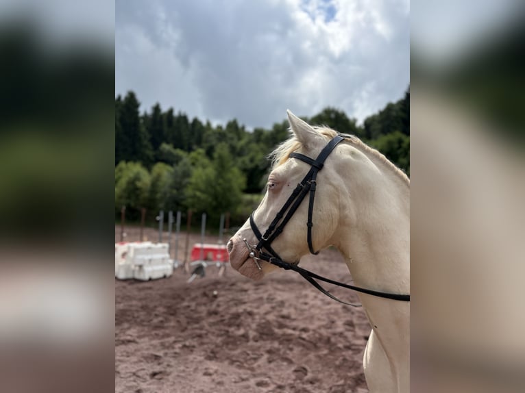 Connemara Wallach 4 Jahre 145 cm Cremello in Clermont-Ferrand