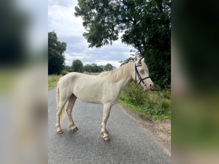 Connemara Wallach 4 Jahre 145 cm Cremello in Clermont-Ferrand