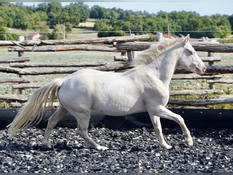 Connemara Wallach 4 Jahre 145 cm Cremello in Pisieu