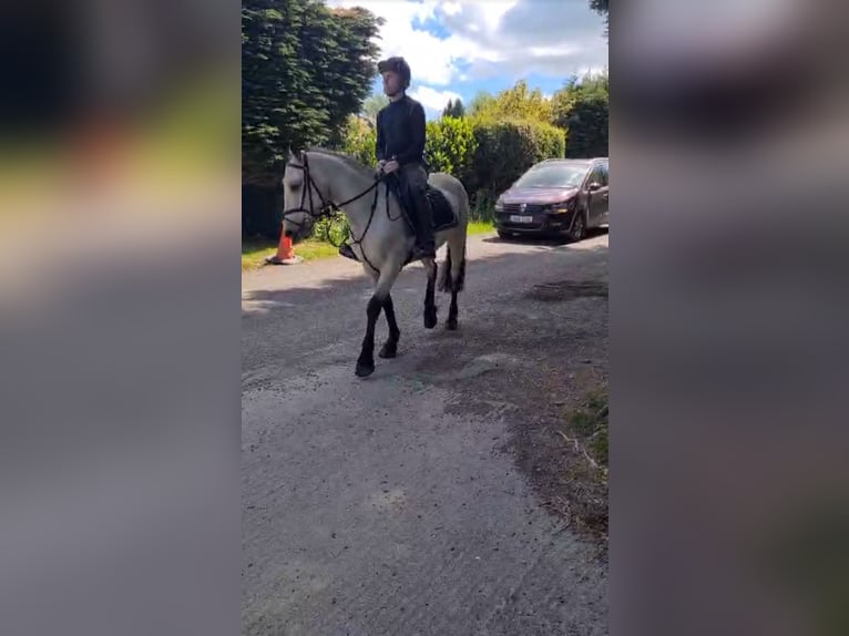 Connemara Wallach 4 Jahre 145 cm Falbe in Dublin