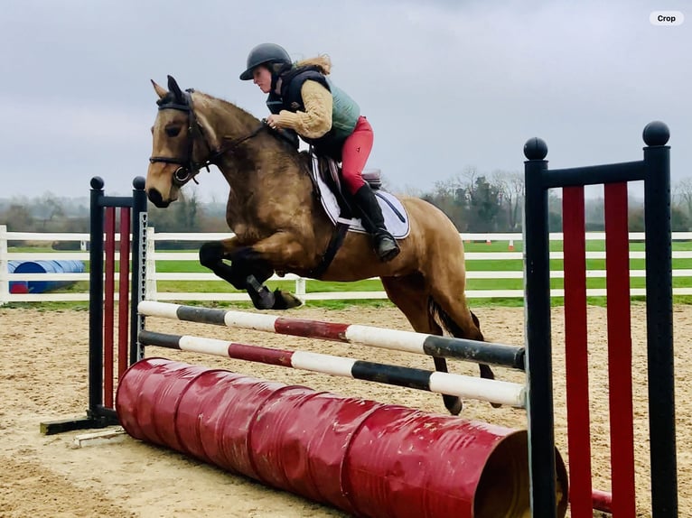 Connemara Wallach 4 Jahre 145 cm Falbe in Mountrath