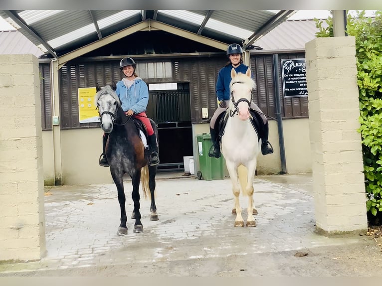 Connemara Wallach 4 Jahre 145 cm Schimmel in Mountrath