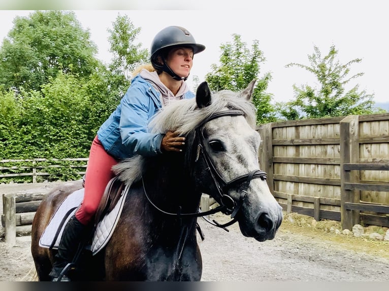 Connemara Wallach 4 Jahre 145 cm Schimmel in Mountrath