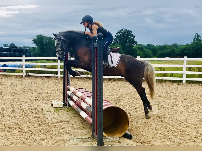 Connemara Wallach 4 Jahre 145 cm Schimmel in Mountrath