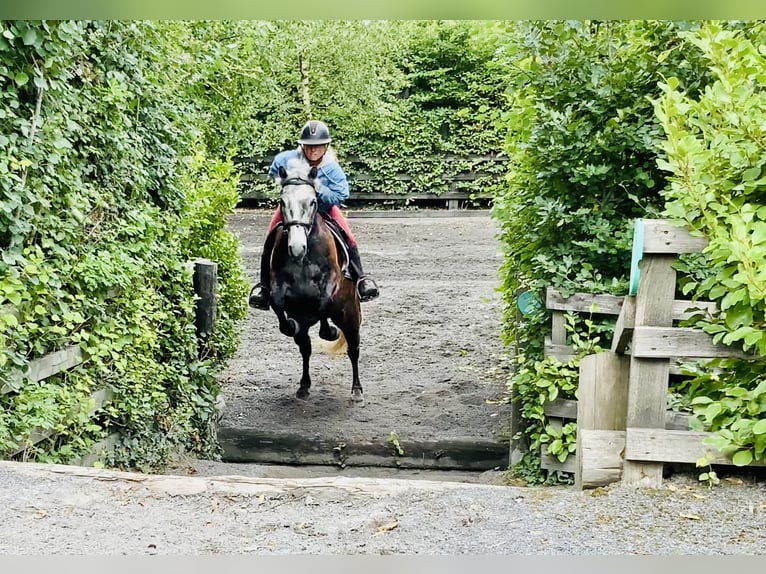 Connemara Wallach 4 Jahre 145 cm Schimmel in Mountrath