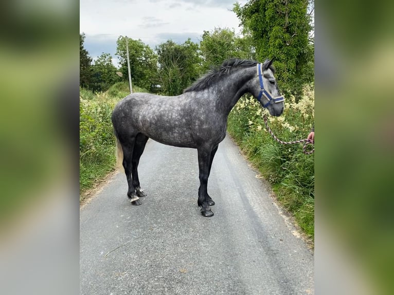 Connemara Wallach 4 Jahre 145 cm Schimmel in Sligo