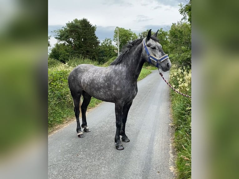 Connemara Wallach 4 Jahre 145 cm Schimmel in Sligo