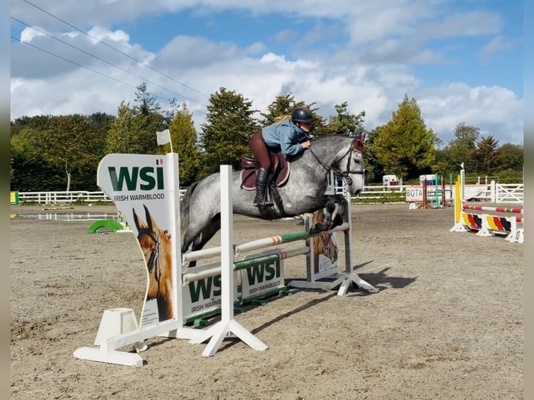 Connemara Wallach 4 Jahre 146 cm Apfelschimmel in Mountrath, Co. Laois