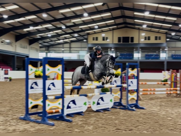 Connemara Wallach 4 Jahre 146 cm Apfelschimmel in Mountrath, Co. Laois