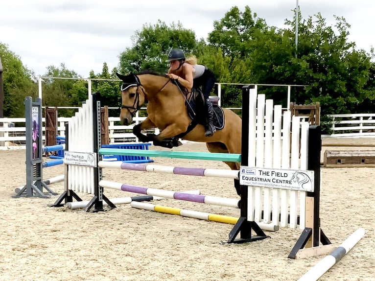Connemara Wallach 4 Jahre 146 cm Falbe in Mountrath