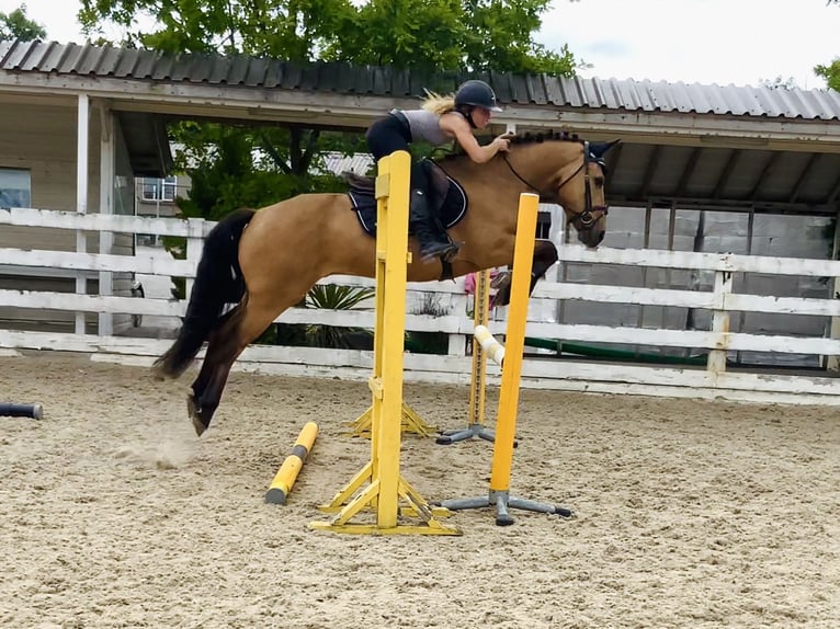 Connemara Wallach 4 Jahre 146 cm Falbe in Mountrath