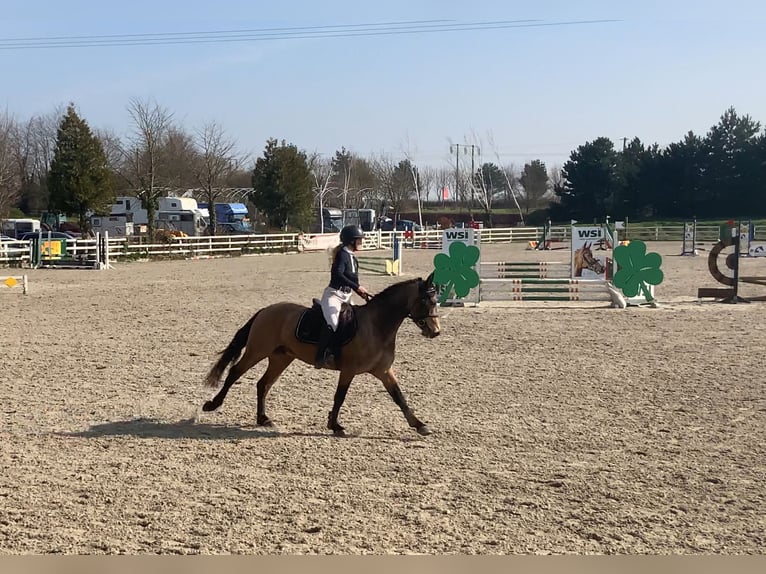 Connemara Wallach 4 Jahre 146 cm Falbe in Mountrath