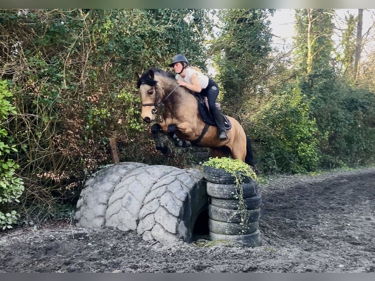 Connemara Wallach 4 Jahre 146 cm Falbe in Mountrath