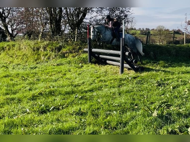 Connemara Wallach 4 Jahre 146 cm Schimmel in Sligo
