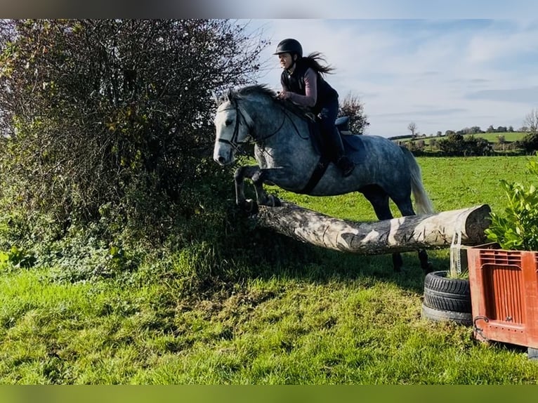 Connemara Wallach 4 Jahre 146 cm Schimmel in Sligo