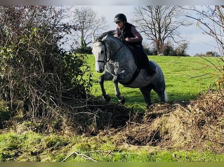 Connemara Wallach 4 Jahre 146 cm Schimmel in Sligo