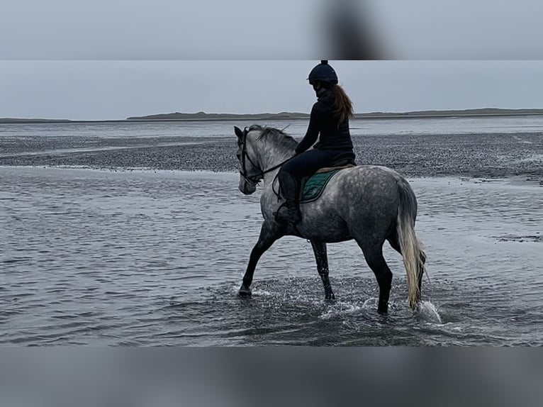 Connemara Wallach 4 Jahre 146 cm Schimmel in Sligo