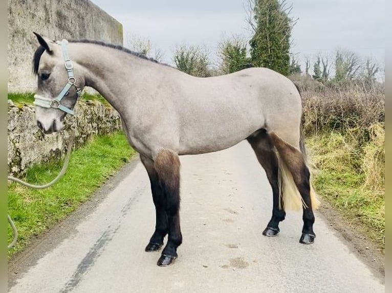 Connemara Wallach 4 Jahre 146 cm Schimmel in Sligo