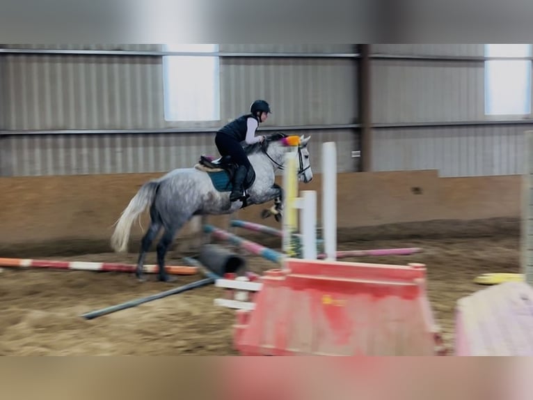 Connemara Wallach 4 Jahre 146 cm Schimmel in Sligo