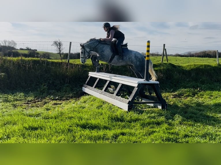 Connemara Wallach 4 Jahre 146 cm Schimmel in Sligo