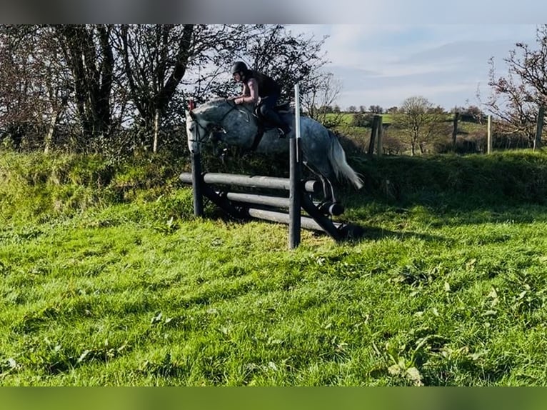 Connemara Wallach 4 Jahre 146 cm Schimmel in Sligo