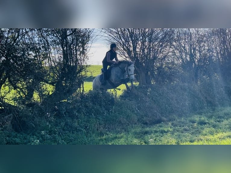 Connemara Wallach 4 Jahre 146 cm Schimmel in Sligo