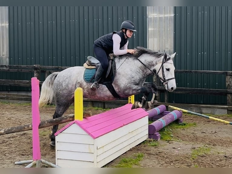 Connemara Wallach 4 Jahre 146 cm Schimmel in Sligo