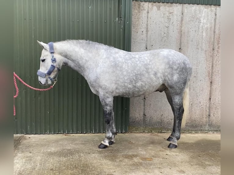 Connemara Wallach 4 Jahre 146 cm Schimmel in Sligo