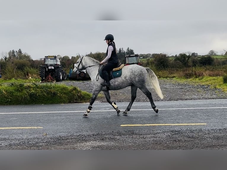 Connemara Wallach 4 Jahre 146 cm Schimmel in Sligo