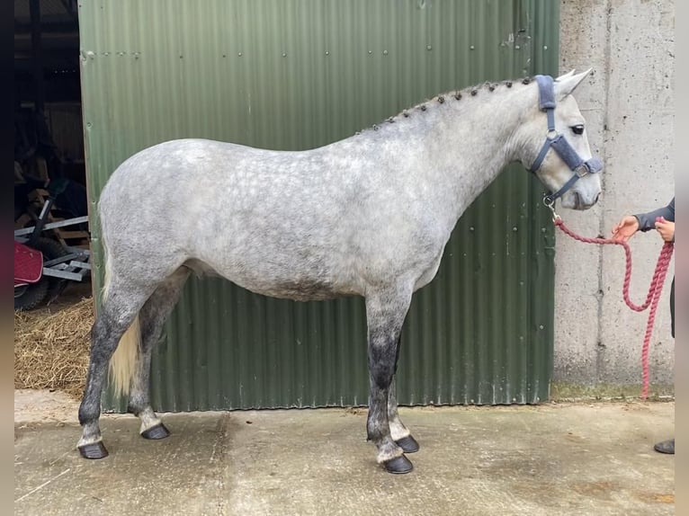 Connemara Wallach 4 Jahre 146 cm Schimmel in Sligo