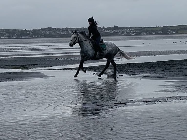 Connemara Wallach 4 Jahre 146 cm Schimmel in Sligo