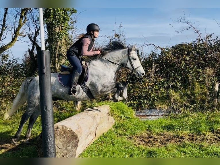 Connemara Wallach 4 Jahre 146 cm Schimmel in Sligo