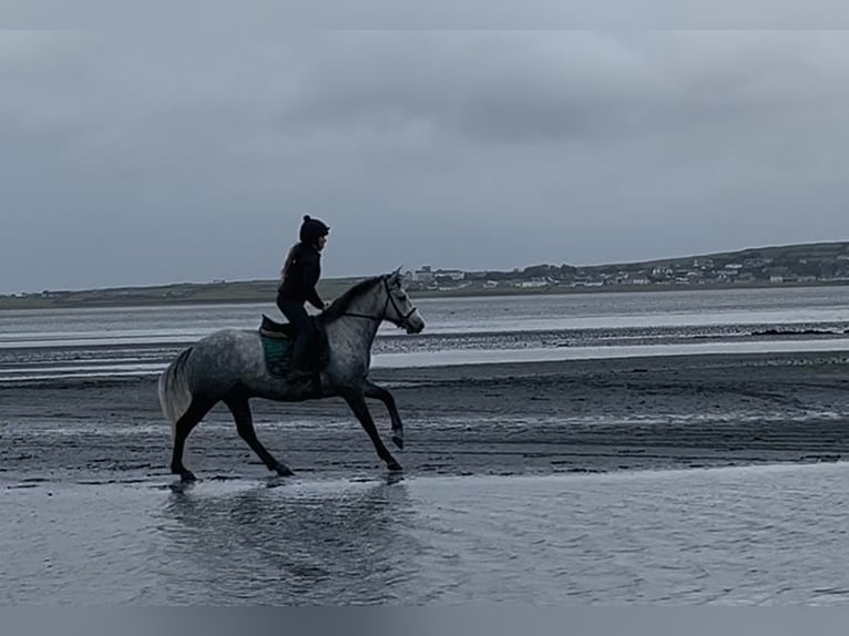 Connemara Wallach 4 Jahre 146 cm Schimmel in Sligo