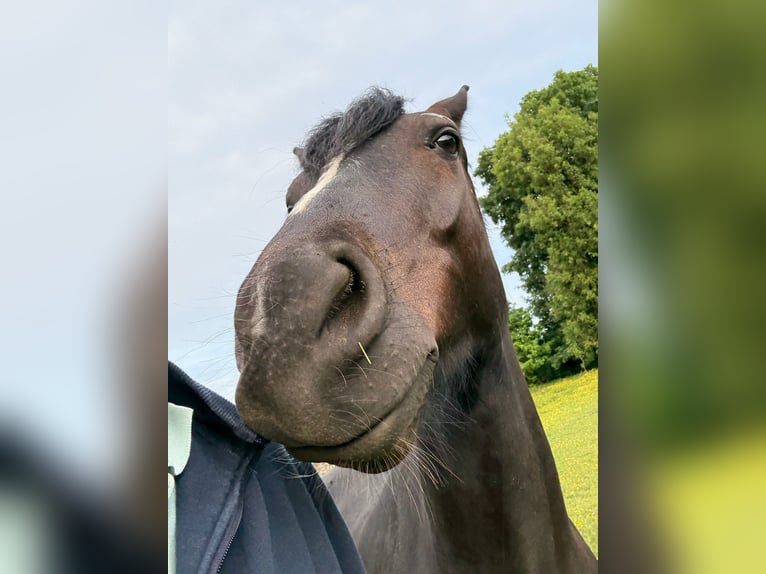Connemara Wallach 4 Jahre 147 cm Rappe in Vlezenbeek